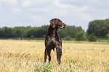 BRAQUE ALLEMAND 064
